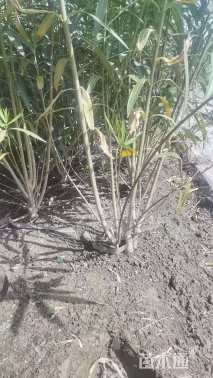 高度300厘米夹竹桃