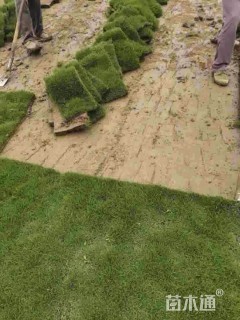 草卷状马尼拉草