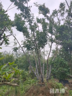 高度700厘米丛生白蜡