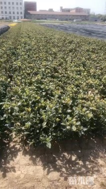 高度60厘米大叶栀子