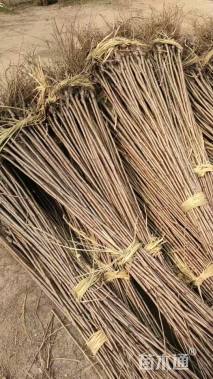 高度150厘米樱花小苗