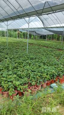 高度20厘米海芋