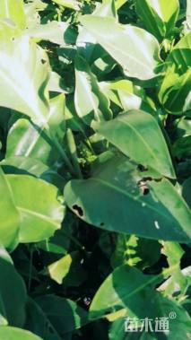 高度35厘米鹤望兰