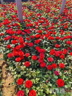 高度30厘米丰花月季