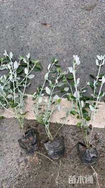 高度30厘米灌从石蚕