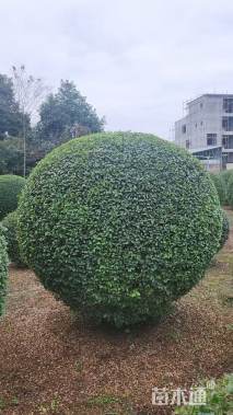 冠幅90厘米小叶女贞球