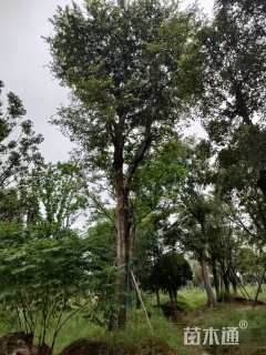 18公分红果冬青