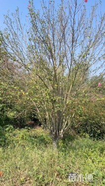 高度280厘米木槿