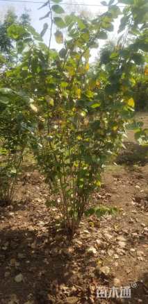 高度260厘米丛生紫荆