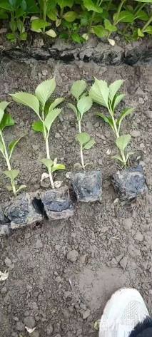 高度25厘米八仙花