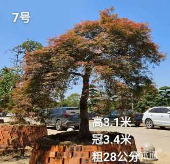 高度280厘米羽毛枫