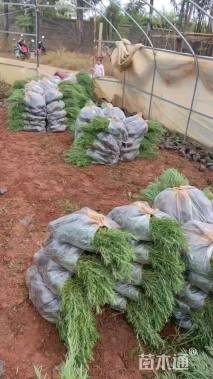 高度30厘米迷迭香