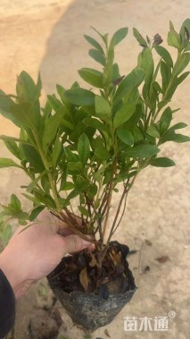 高度30厘米小叶栀子