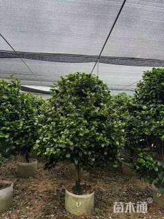 高度180厘米茶花