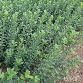 高度40厘米卫矛小苗