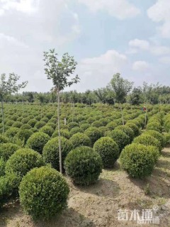 冠幅150厘米瓜子黄杨球