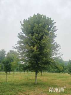 16公分美国红枫