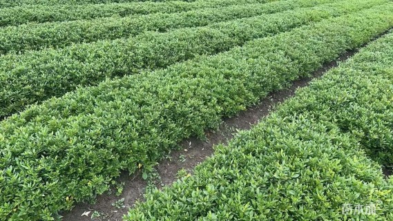 高度25厘米小叶栀子小苗