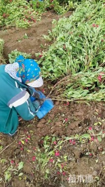 高度60厘米红王子锦带