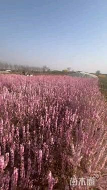 高度100厘米郁李