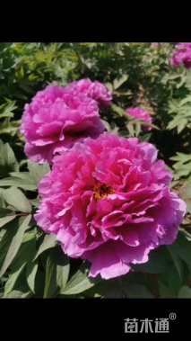 高度50厘米芍药