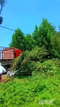 高度500厘米丛生五角枫