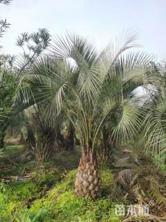 裸干高600厘米中东海枣