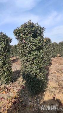 高度180厘米红叶石楠柱