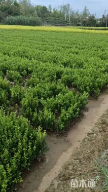 高度40厘米小叶黄杨