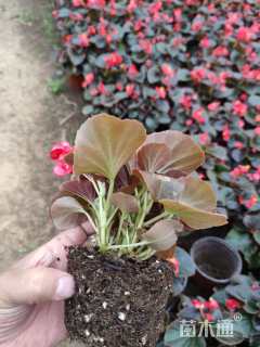 高度15厘米四季海棠