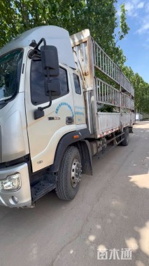 高度37厘米珍珠梅