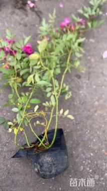 高度20厘米丰花月季