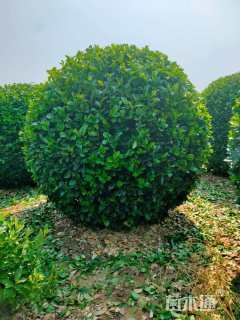 冠幅130厘米卫矛球