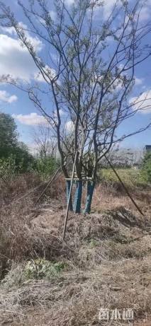 50公分丛生朴树