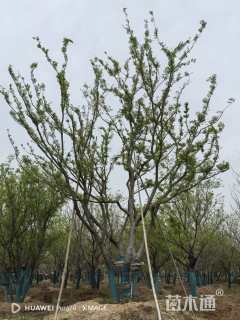 55公分(5杆)丛生朴树