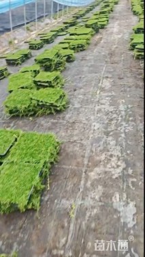 高度5厘米姬岩垂草