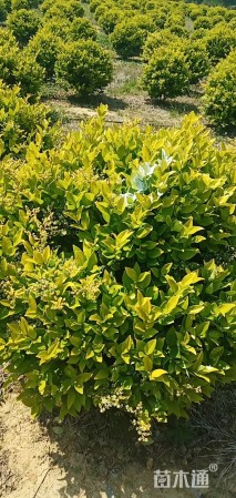 冠幅120厘米金森女贞球