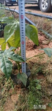 高度30厘米八角金盘