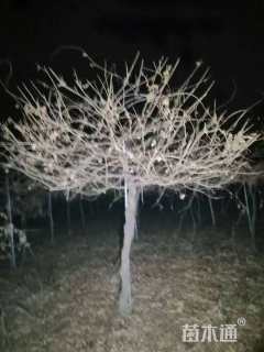 170厘米多花紫藤