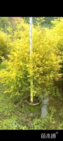 冠幅120厘米千层金球