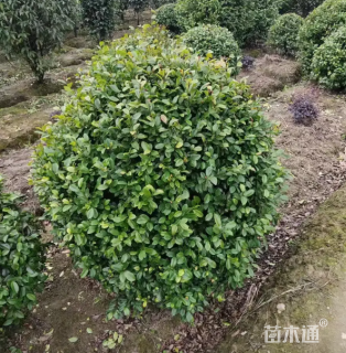 冠幅120厘米含笑球