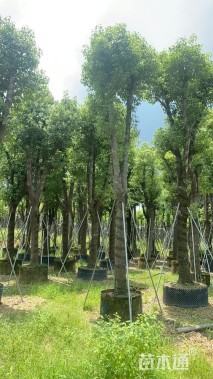 28公分香樟