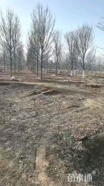 18公分美国红枫