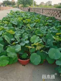 高度20厘米荷花