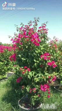 高度20厘米三角梅