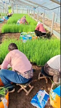 高度40厘米香蒲