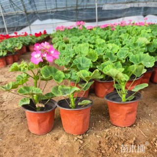 高度35厘米天竺葵