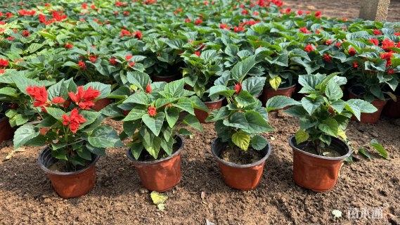 高度20厘米一串红