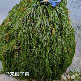 高度20厘米水鳖