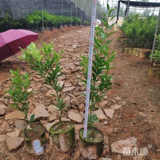 高度65厘米金桔